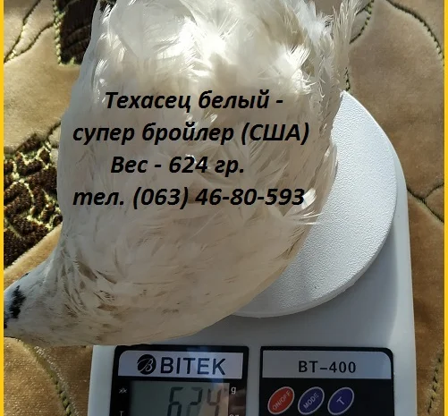 Инкубационные яйца супер - бройлер Белый Техасец - (США Texas)- фото № 2
