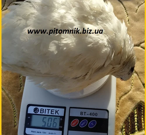 Инкубационные яйца супер - бройлер Белый Техасец - (США Texas)- фото № 3