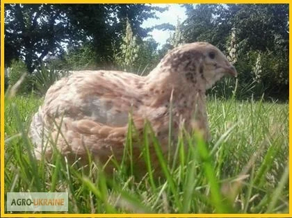 Яйца инкубационные перепела Феникс Золотистый (линия Франции)- фото № 4