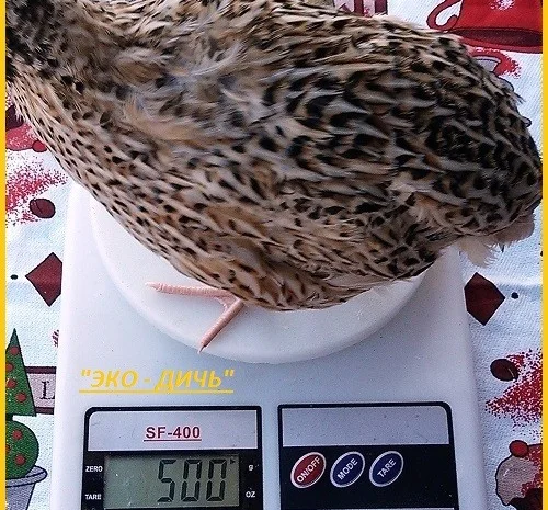 Яйца инкубационные перепела Феникс Золотистый (линия Франции)- фото № 2