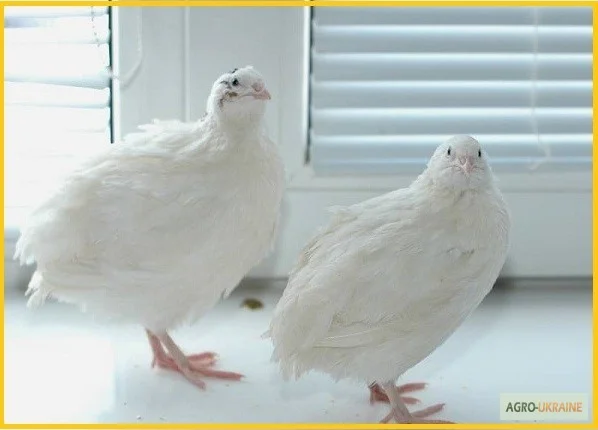 Яйца инкубационные перепела Техасец - бройлер (США Texas A & M)- фото № 4