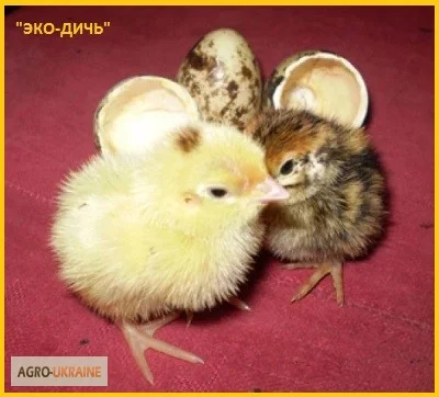 Яйца инкубационные перепела Техасец - бройлер (США Texas A & M)- фото № 5