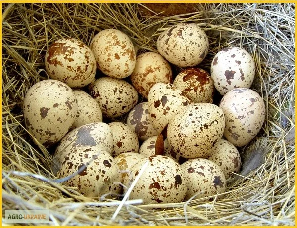 Яйца инкубационные перепела Техасец - бройлер (США Texas A & M)- фото № 6