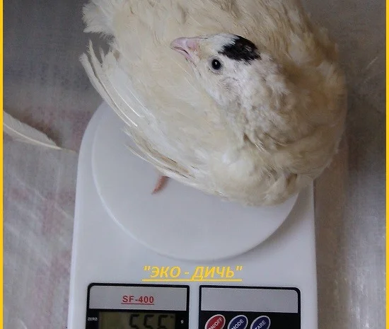 Яйца инкубационные перепела Техасец - бройлер (США Texas A & M)- фото № 1