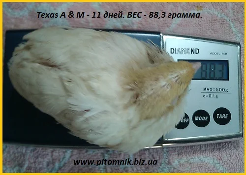 Яйца индопелка инкубационные- фото № 1