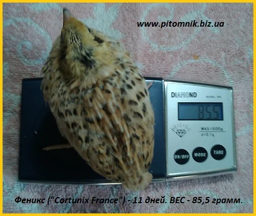 Яйца индопелка инкубационные- фото № 3