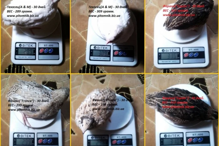 Яйца индопелка инкубационные- фото № 4