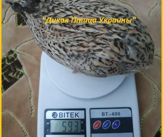 Инкубационные яйца перепела для маточного стада- фото № 1