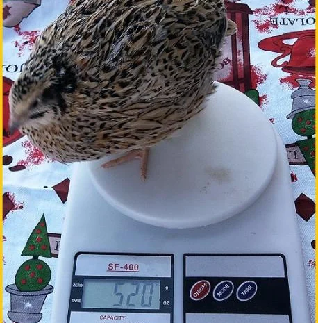 Инкубационные яйца перепела для маточного стада- фото № 2