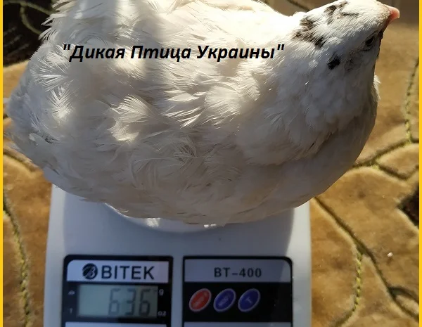 Инкубационные яйца перепела для маточного стада- фото № 3