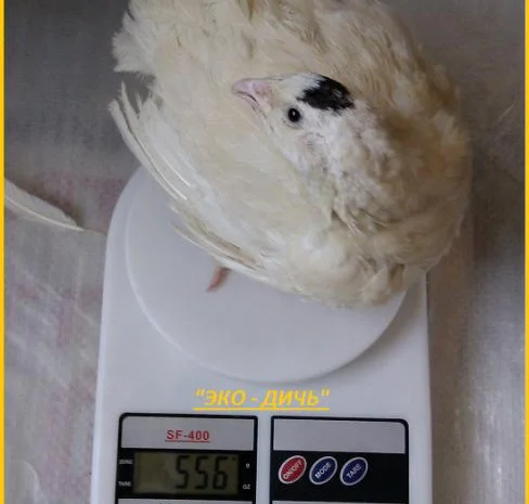 Инкубационные яйца перепела для маточного стада- фото № 4