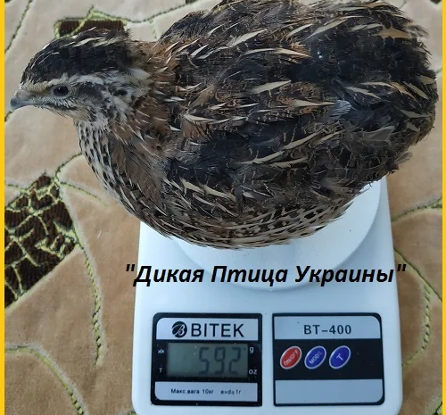 Инкубационные яйца перепела для маточного стада- фото № 5