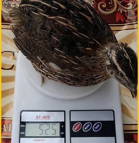 Инкубационные яйца перепела для маточного стада- фото № 6