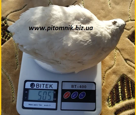 Инкубационные яйца перепела Техасец белый - бройлер (США Texas A & M)- фото № 2