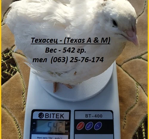 Инкубационные яйца перепела Техасец белый - бройлер (США Texas A & M)- фото № 3