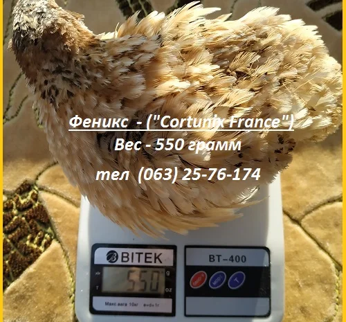 Яйца инкубационные перепела Феникс Золотистый - бройлер- фото № 1