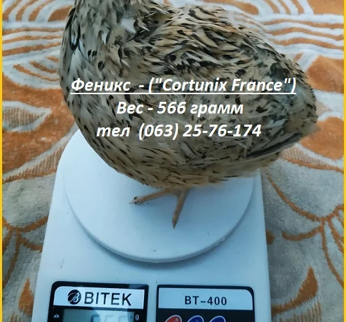 Яйца инкубационные перепела Феникс Золотистый - бройлер- фото № 2