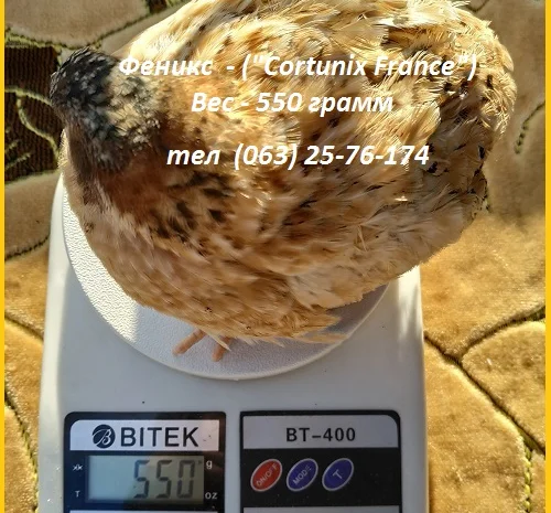 Яйца инкубационные перепела Феникс Золотистый - бройлер- фото № 3