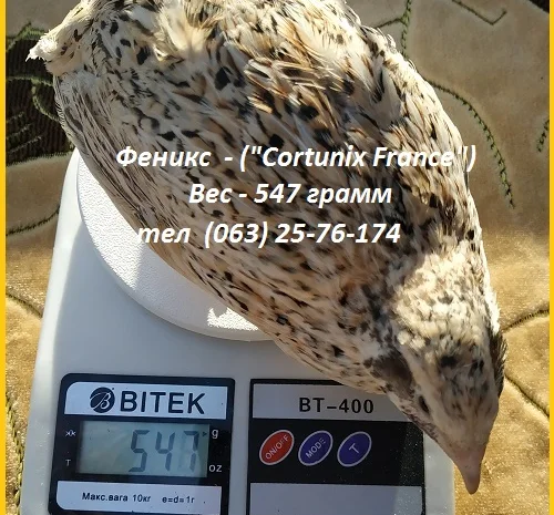 Яйца инкубационные перепела Феникс Золотистый - бройлер- фото № 4