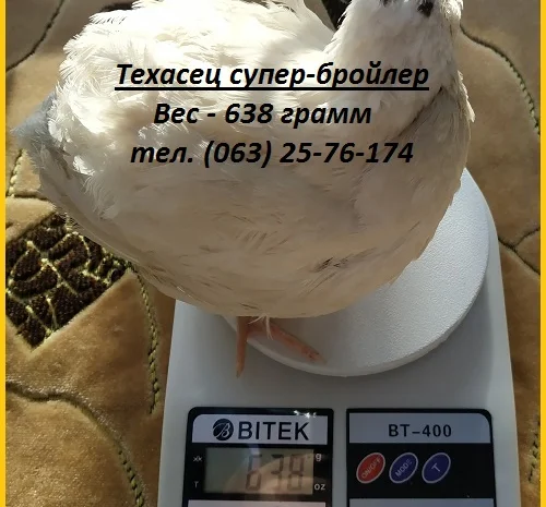 Яйца инкубационные перепела Белый Техасец - супер бройлер (США)- фото № 1