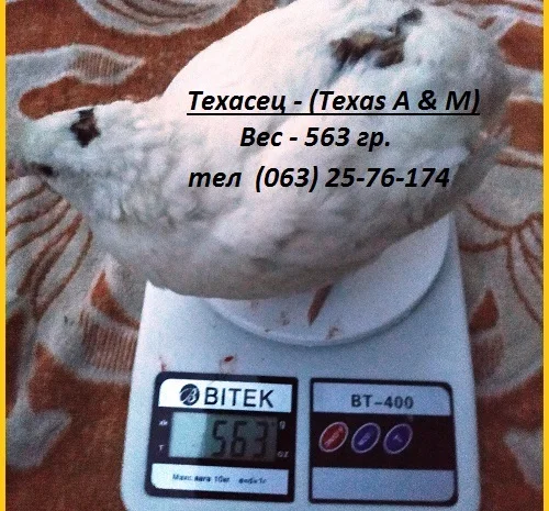 Яйца инкубационные перепела Белый Техасец - супер бройлер (США)- фото № 2