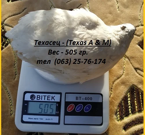 Яйца инкубационные перепела Белый Техасец - супер бройлер (США)- фото № 4