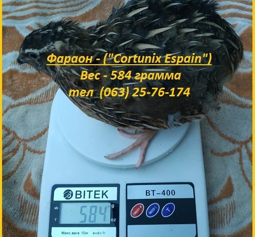 Яйца инкубационные перепела Фараон испанский- фото № 1