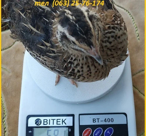 Яйца инкубационные перепела Фараон испанский- фото № 2