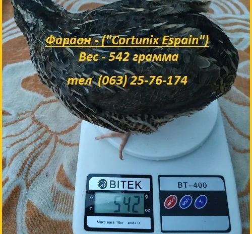 Яйца инкубационные перепела Фараон испанский- фото № 3