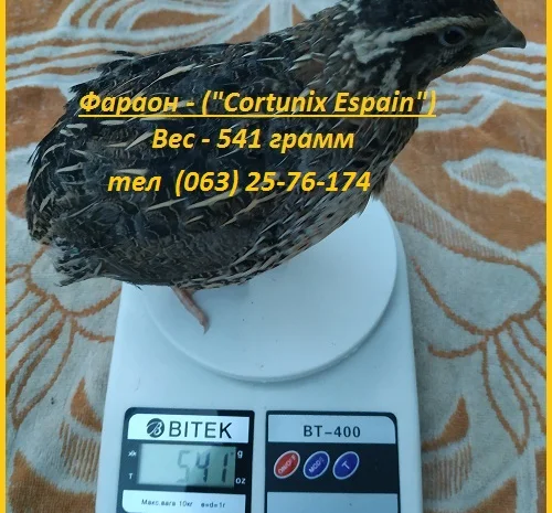 Яйца инкубационные перепела Фараон испанский- фото № 4