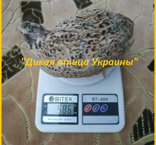 Инкубационные яйца Феникс - яйца инкубационные перепела- фото № 3