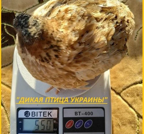 Инкубационные яйца Феникс - яйца инкубационные перепела- фото № 1