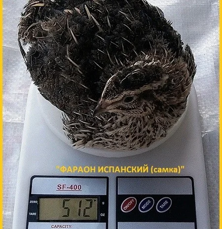 Яйцо инкубационное перепела Фараон Испанский и молодняк- фото № 1