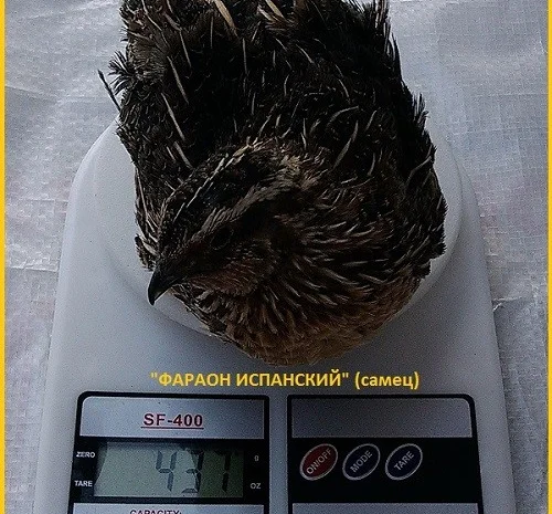 Яйцо инкубационное перепела Фараон Испанский и молодняк- фото № 2