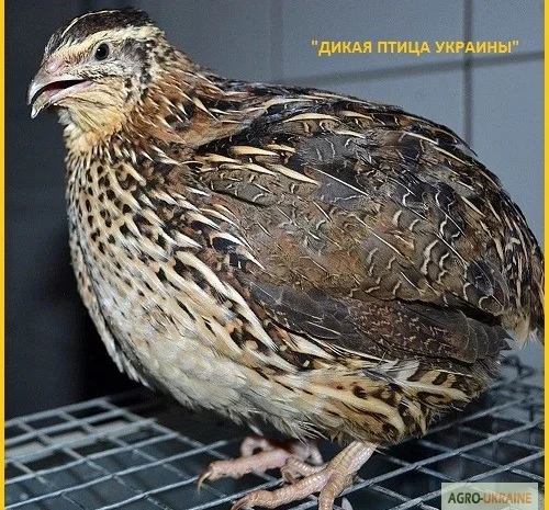 Яйцо инкубационное перепела Фараон Испанский и молодняк- фото № 3