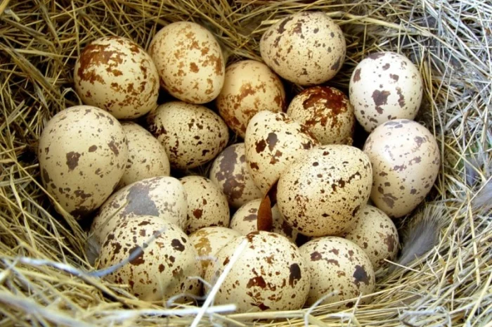 Яйцо инкубационное перепела Фараон Испанский и молодняк- фото № 6