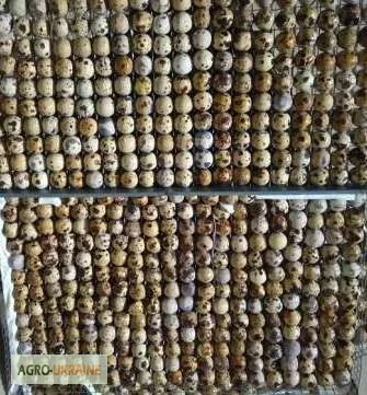 Яйцо инкубационное перепела Фараон Испанский и молодняк- фото № 7