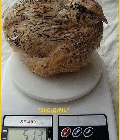 Яйцо инкубационное перепела Феникс Золотистый - бройлер и молодняк- фото № 1