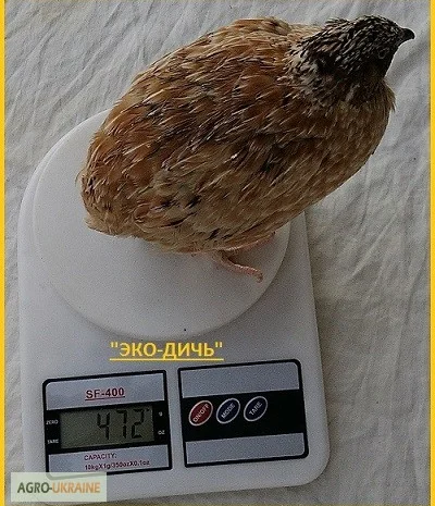 Яйцо инкубационное перепела Феникс Золотистый - бройлер и молодняк- фото № 4