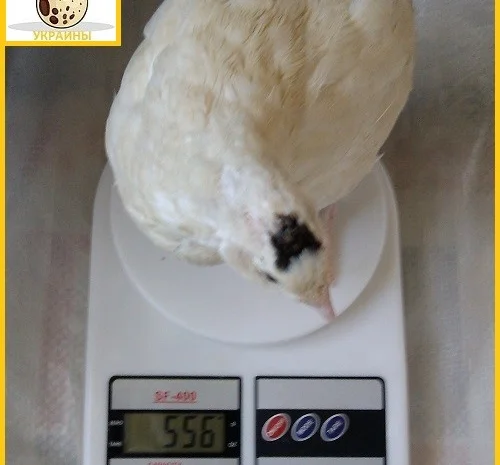 Яйцо инкубационное перепела Техасец - супер бройлер и молодняк- фото № 2