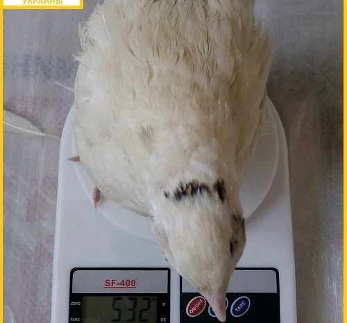 Яйцо инкубационное перепела Техасец - супер бройлер и молодняк- фото № 3