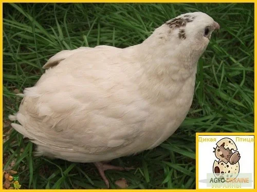 Яйцо инкубационное перепела Техасец - супер бройлер и молодняк- фото № 4