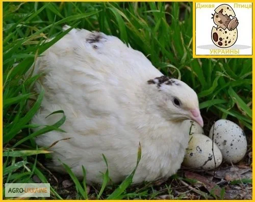 Яйцо инкубационное перепела Техасец - супер бройлер и молодняк- фото № 5