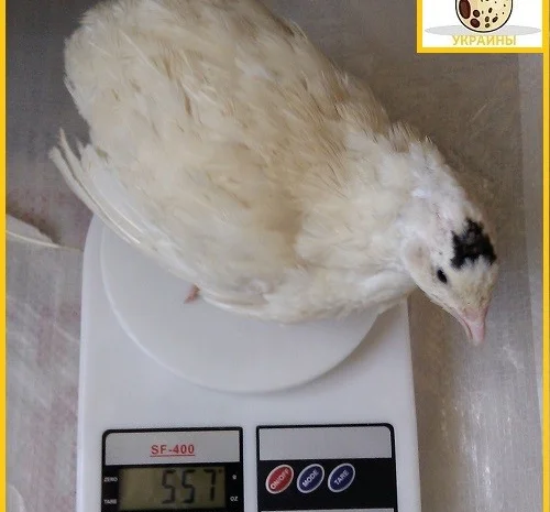 Яйцо инкубационное перепела Техасец - супер бройлер и молодняк- фото № 1