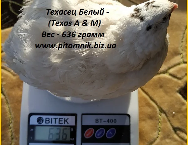 Яйца инкубационные "Техасец белый утяжеленный " - супер бройлер- фото № 2