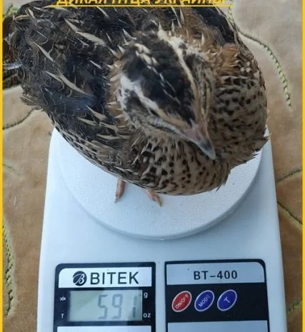 Яйца инкубационные "Техасец белый утяжеленный " - супер бройлер- фото № 5