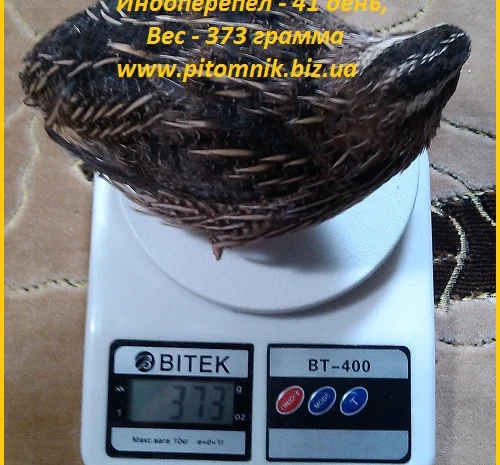 Индоперепела яйца инкубационные- фото № 2