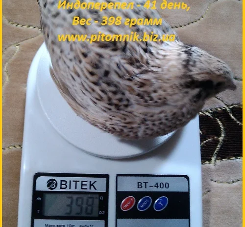 Индоперепела яйца инкубационные- фото № 3