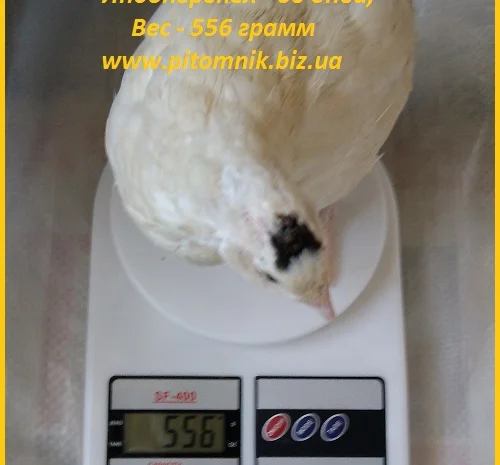 Индоперепела яйца инкубационные- фото № 4