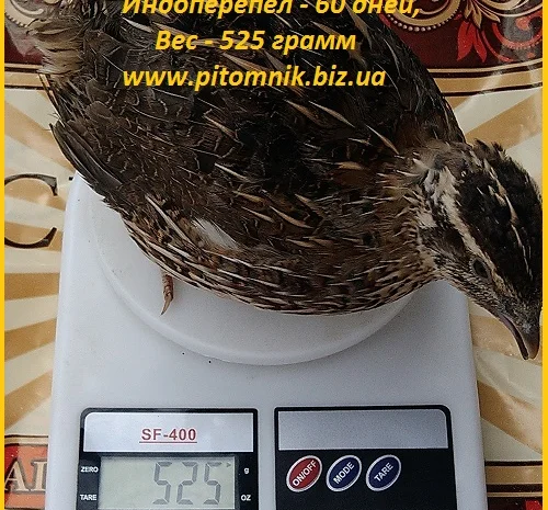 Индоперепела яйца инкубационные- фото № 5